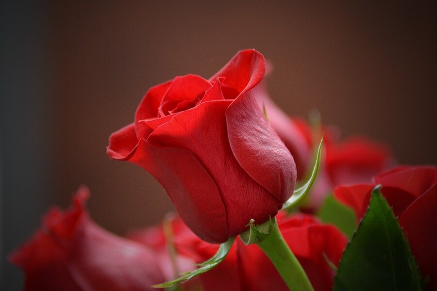Rose Flower Closeup Photograph Print 100% Australian Made