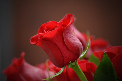 Rose Flower Closeup Photograph Print 100% Australian Made