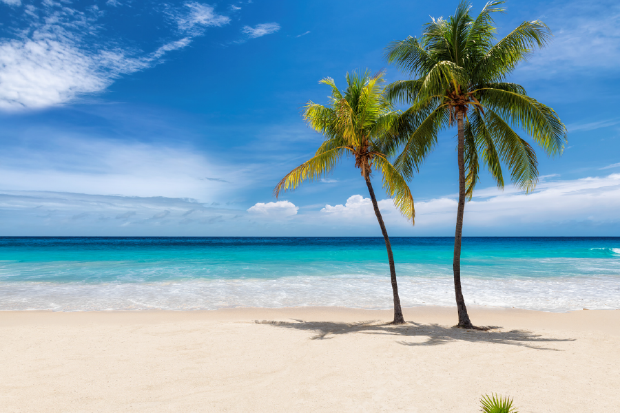 Palm Trees & Sea Shore Sky View Photograph Print 100% Australian Made