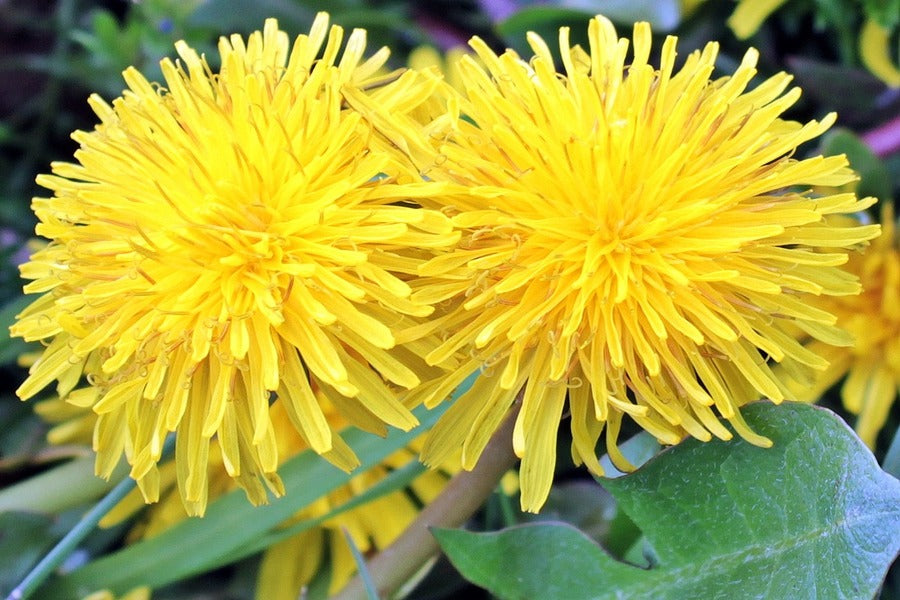 Yellow Dandelions Closeup Photograph Print 100% Australian Made