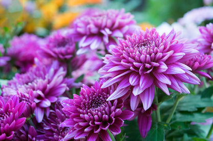 Purple Shevanti Flowers View Photograph Print 100% Australian Made