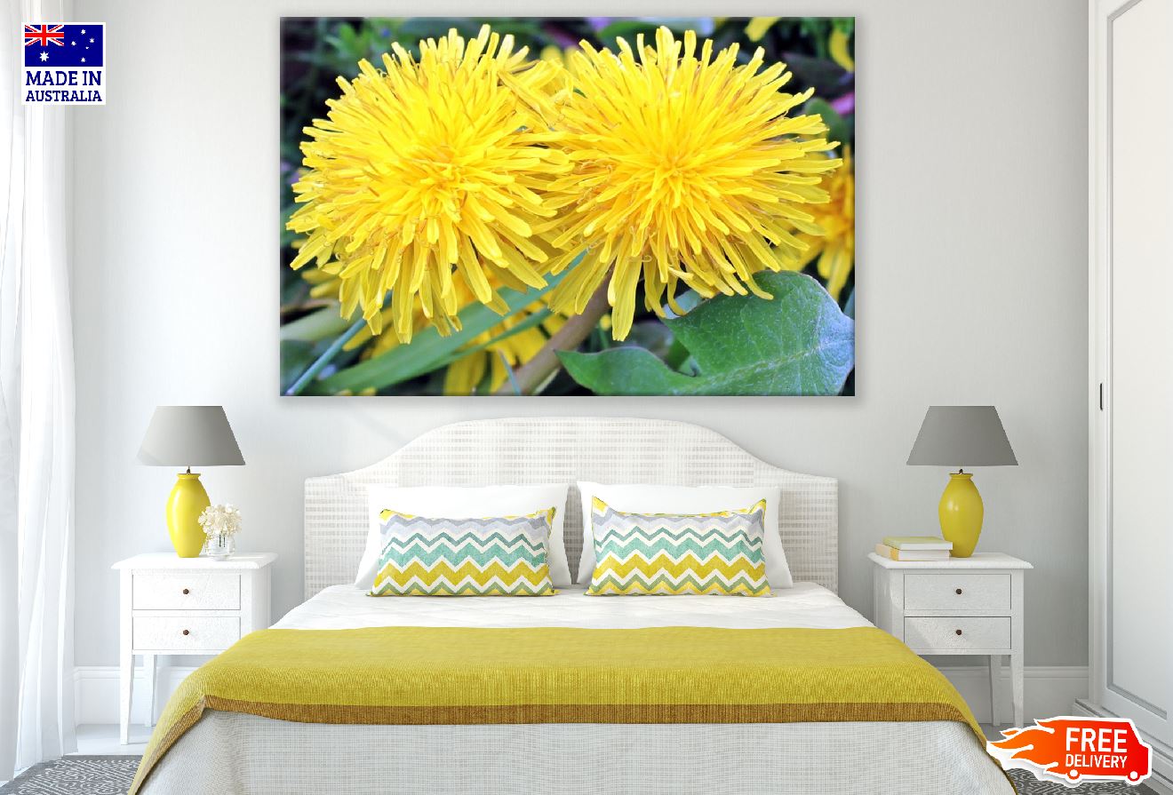 Yellow Dandelions Closeup Photograph Print 100% Australian Made