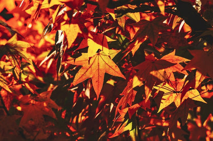 Orange Maple Tree Leaves Photograph Print 100% Australian Made