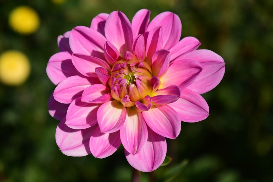 Pink Dahlia Flower Closeup Photograph Print 100% Australian Made