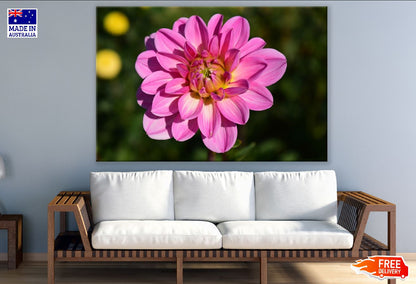 Pink Dahlia Flower Closeup Photograph Print 100% Australian Made