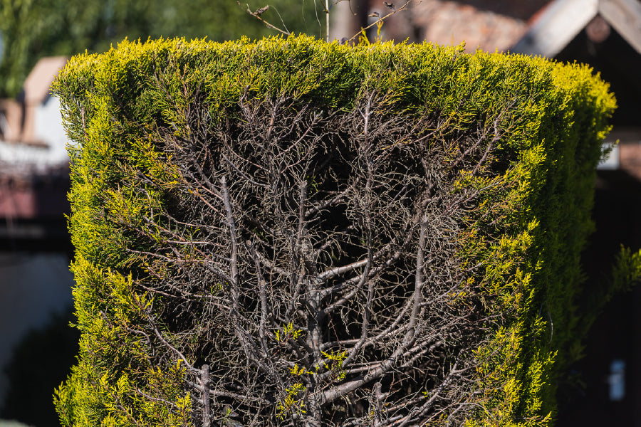 Green Ornamental Bush in Garden Photograph Print 100% Australian Made