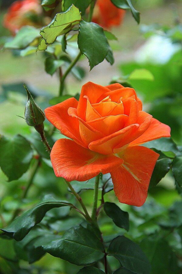 Orange Rose Plant Closeup Photograph Print 100% Australian Made