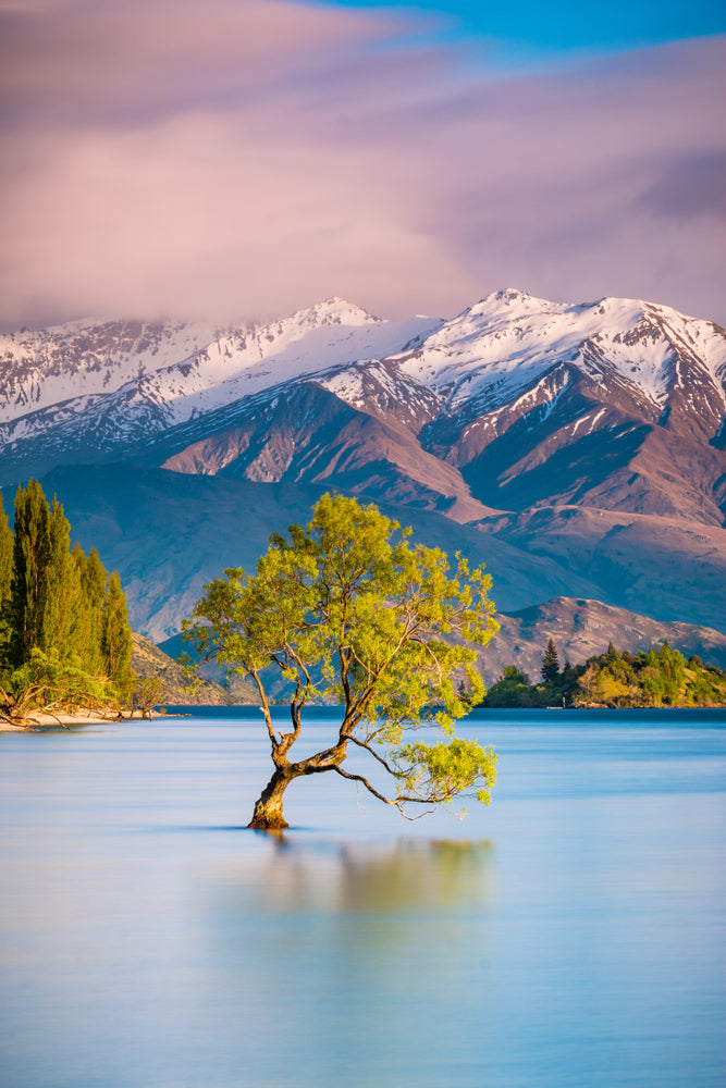 Tree in a Lake with Mountain Scenery Photograph Print 100% Australian Made