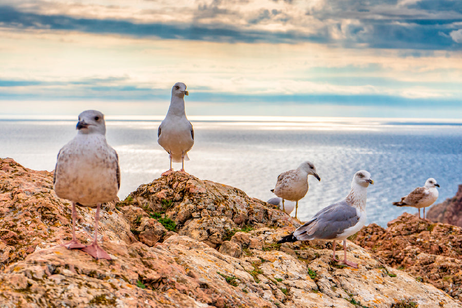 Bella Home Seagulls Sitting on Mountain Cliff Print Canvas Ready to hang