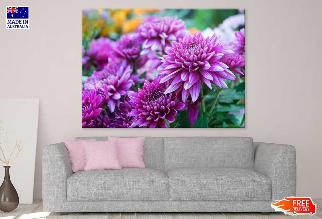Purple Shevanti Flowers View Photograph Print 100% Australian Made