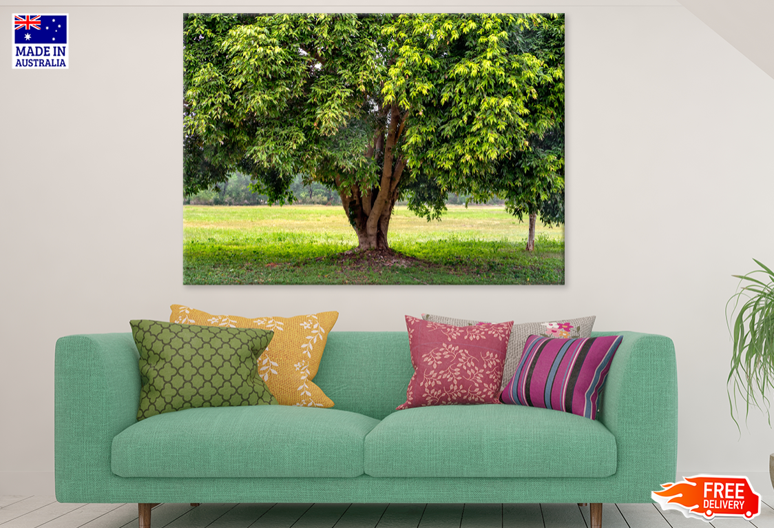 Tree & Grasses View Photograph Print 100% Australian Made