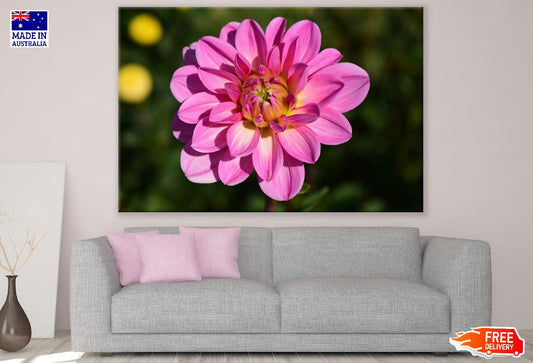 Pink Dahlia Flower Closeup Photograph Print 100% Australian Made