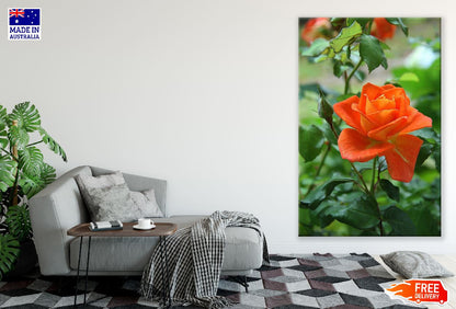 Orange Rose Plant Closeup Photograph Print 100% Australian Made