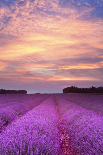 Lavender Field In Provence Print 100% Australian Made