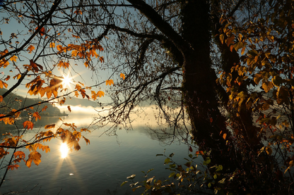 Autumn Trees Near Lake Sunset Photograph Print 100% Australian Made