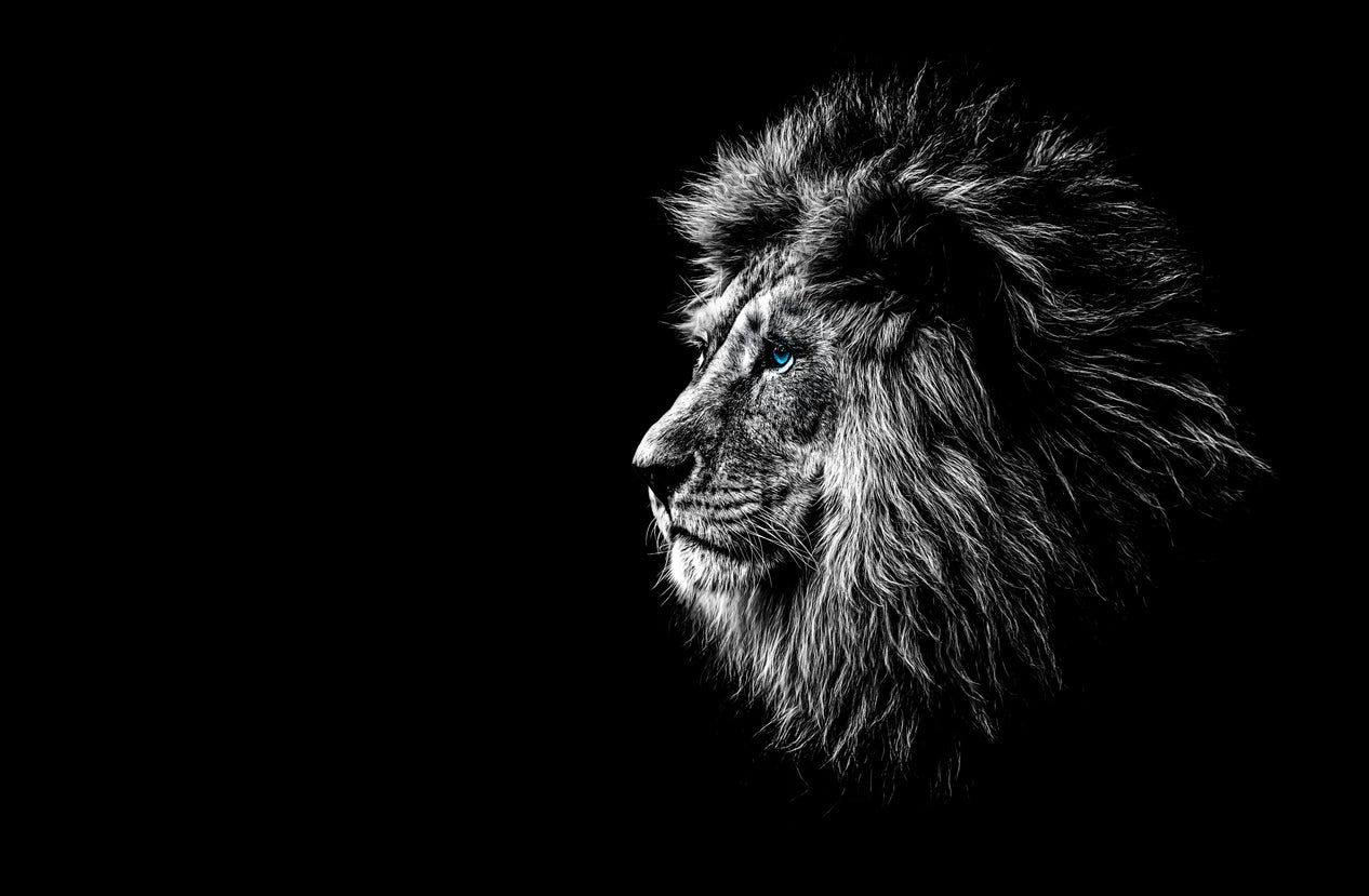 Blue Eye Lion in Dark Photograph Print 100% Australian Made