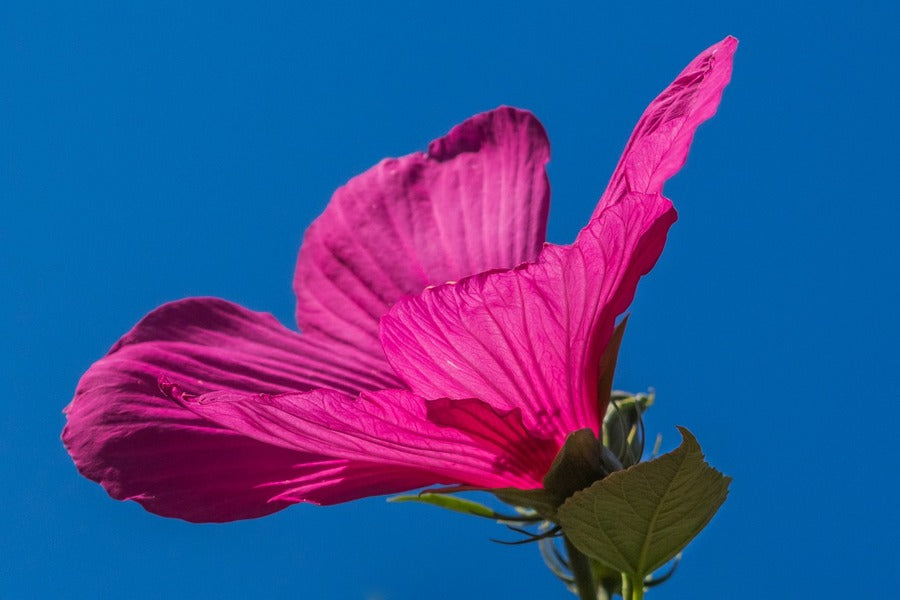 Pink Swamp Hibiscus Flower Closeup Photograph Print 100% Australian Made