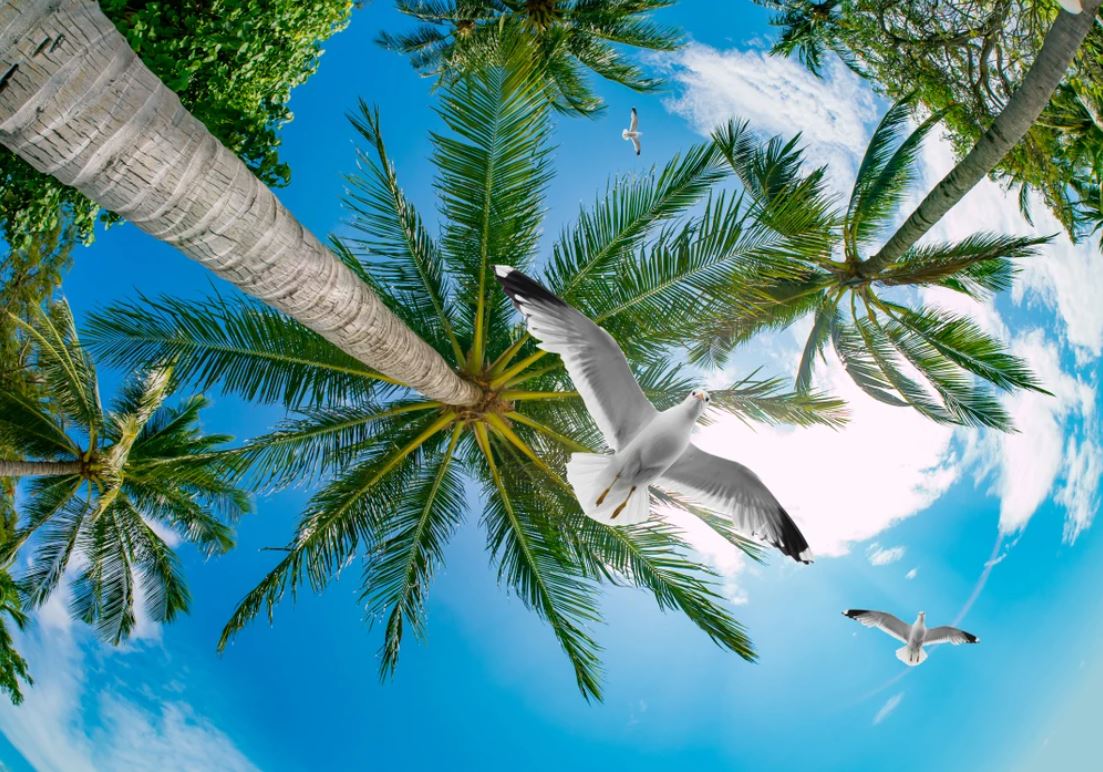 Sea Gulls & Palm Trees Photograph Home Decor Premium Quality Poster Print Choose Your Sizes