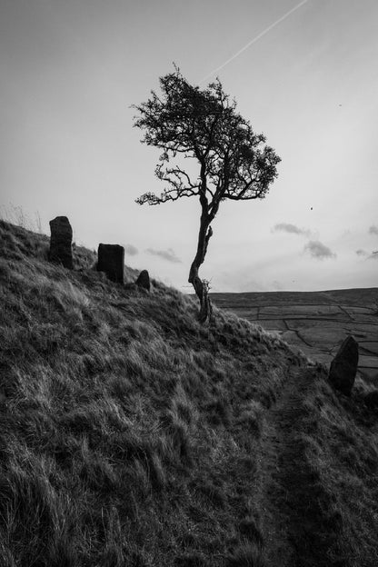 Alone Tree on Grass Hill B&W View Photograph Print 100% Australian Made