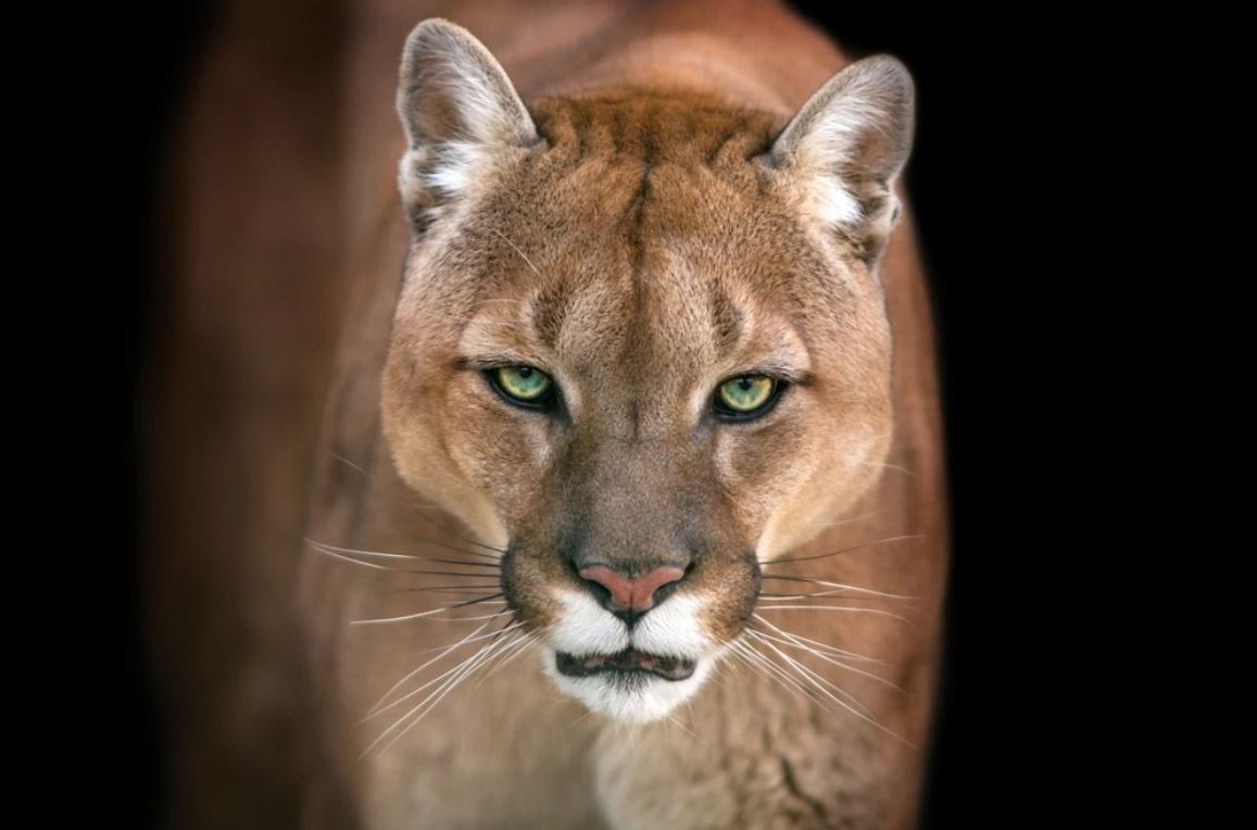 Puma Portrait Photograph Home Decor Premium Quality Poster Print Choose Your Sizes