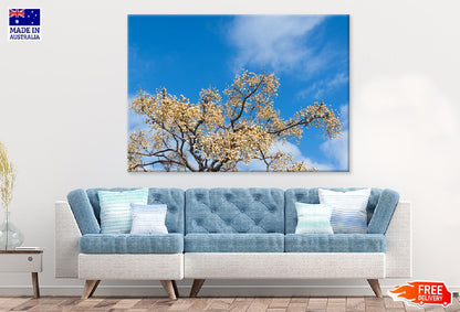 Chinaberry Tree Blue Sky View Photograph Print 100% Australian Made