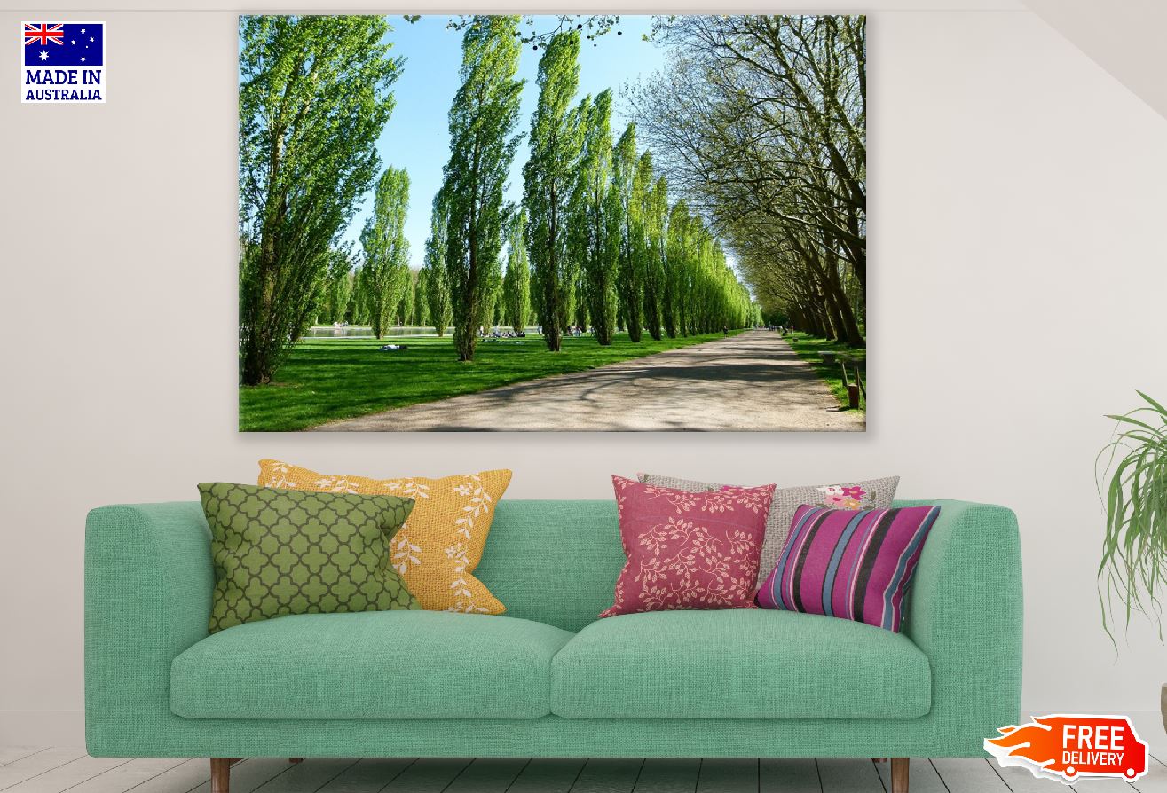 Road Covered with Poplar Tree Photograph Print 100% Australian Made