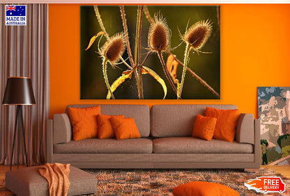 Teasels Plant Closeup Photograph Print 100% Australian Made