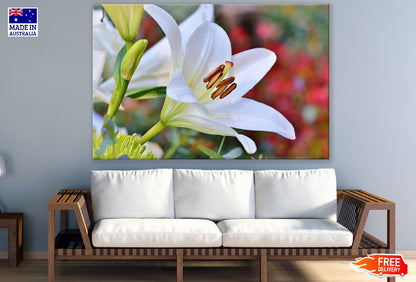 White Lily Flower Closeup Photograph Print 100% Australian Made