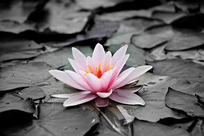 Pink Water Lily Flower Closeup Photograph Print 100% Australian Made