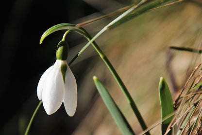 White Early Spring Flower Photograph Print 100% Australian Made