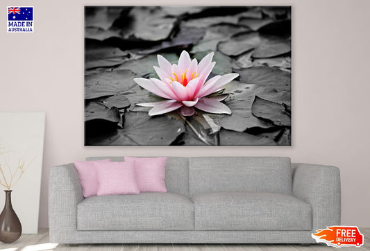 Pink Water Lily Flower Closeup Photograph Print 100% Australian Made