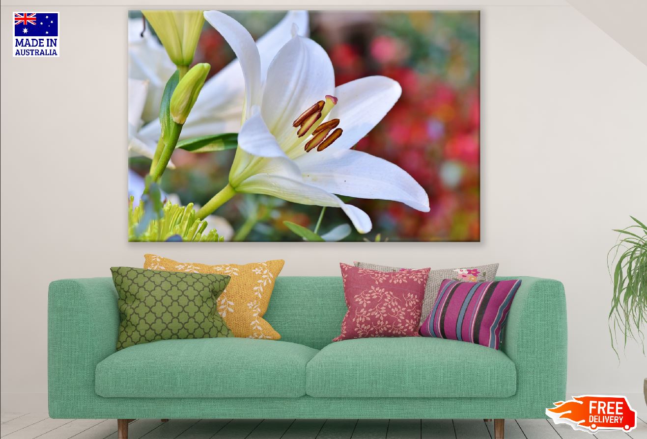 White Lily Flower Closeup Photograph Print 100% Australian Made
