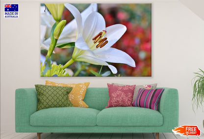 White Lily Flower Closeup Photograph Print 100% Australian Made