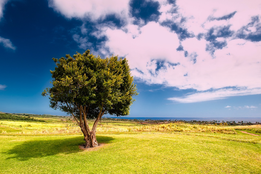 Huge Tree in Meadow Photograph Print 100% Australian Made