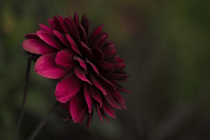 Dark Red Dahlia Flower View Photograph Print 100% Australian Made
