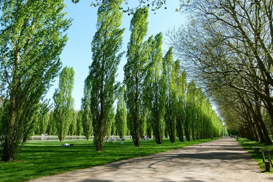 Road Covered with Poplar Tree Photograph Print 100% Australian Made