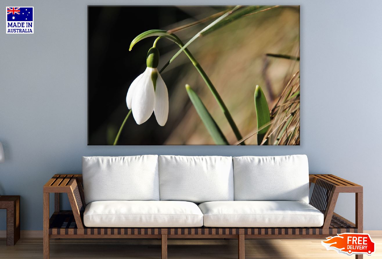 White Early Spring Flower Photograph Print 100% Australian Made
