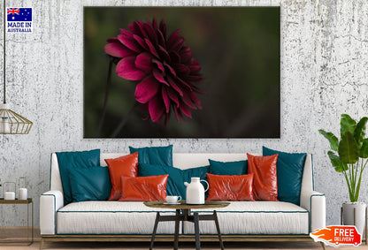 Dark Red Dahlia Flower View Photograph Print 100% Australian Made