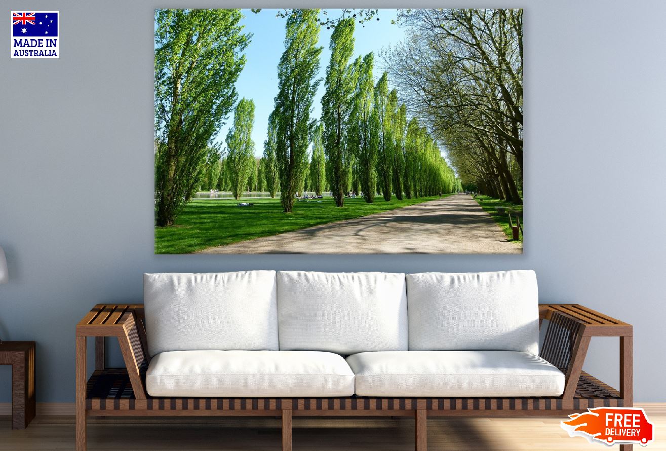 Road Covered with Poplar Tree Photograph Print 100% Australian Made