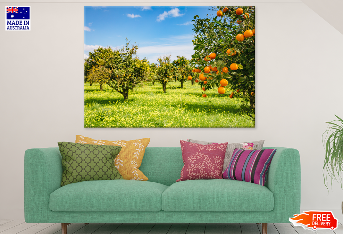 Orange Trees & Sky View Photograph Print 100% Australian Made