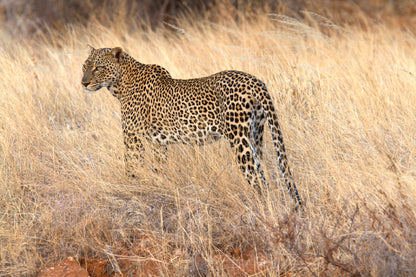 Bella Home Adult Leopard In Dry Brown Grass Print Canvas Ready to hang