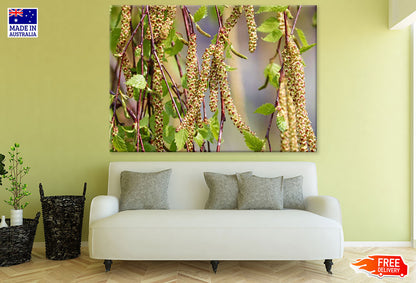 Birch Tree Closeup Photograph Print 100% Australian Made