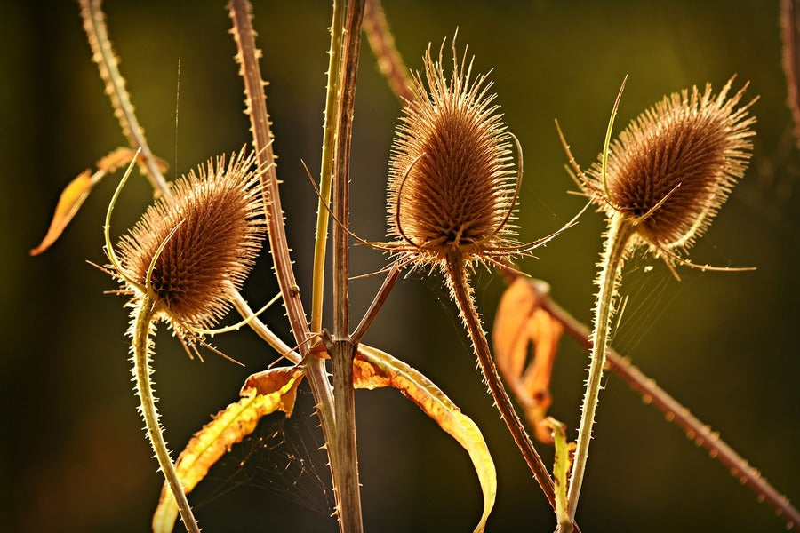 Teasels Plant Closeup Photograph Print 100% Australian Made