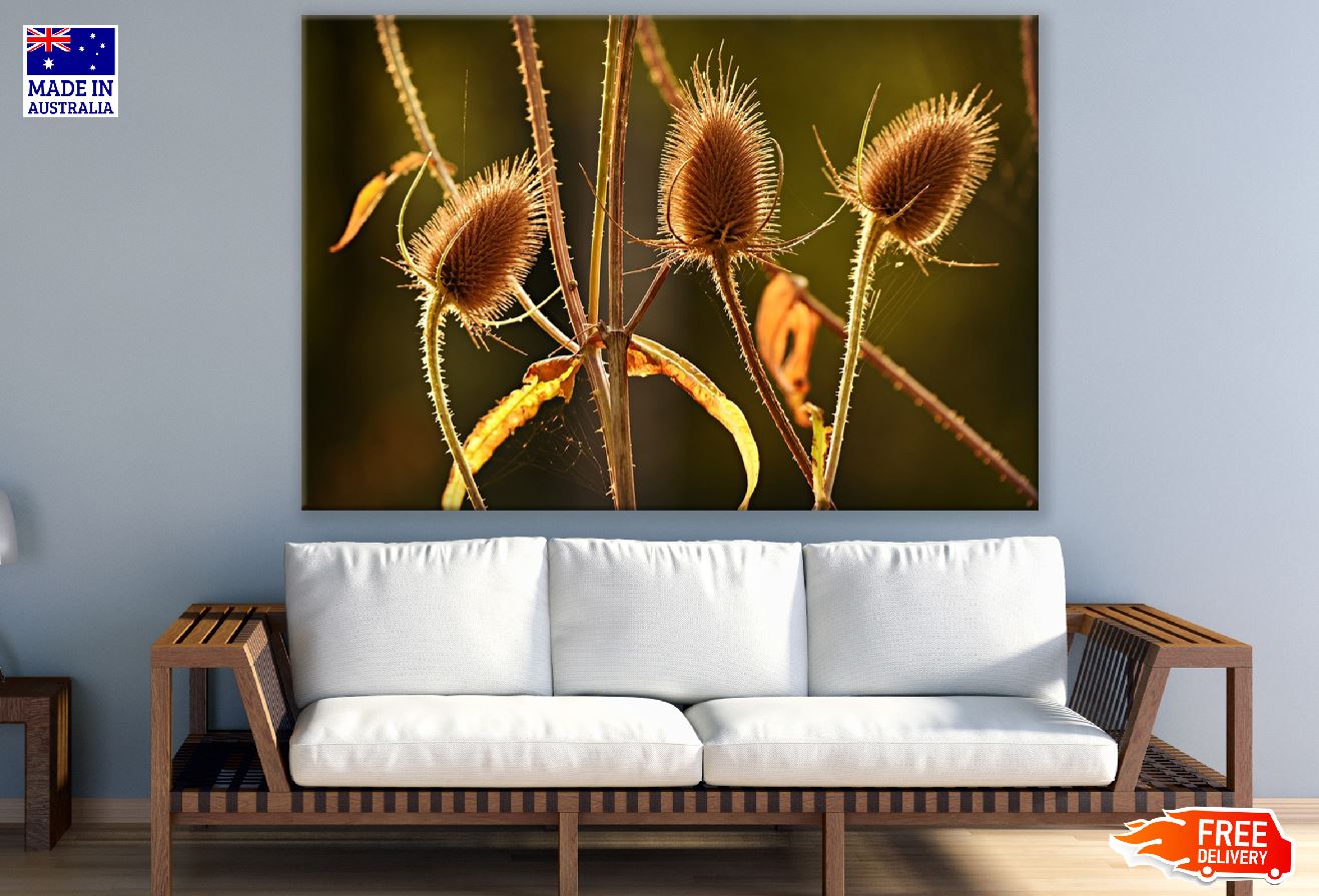 Teasels Plant Closeup Photograph Print 100% Australian Made
