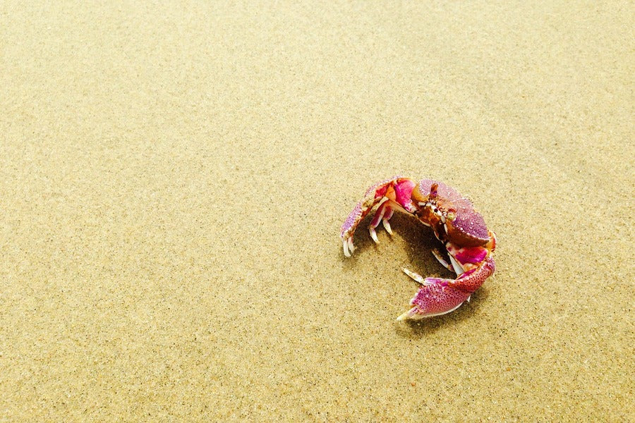 Crabs on the Beach Photograph Print 100% Australian Made