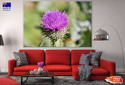 Purple Thistle Flower Closeup Photograph Print 100% Australian Made