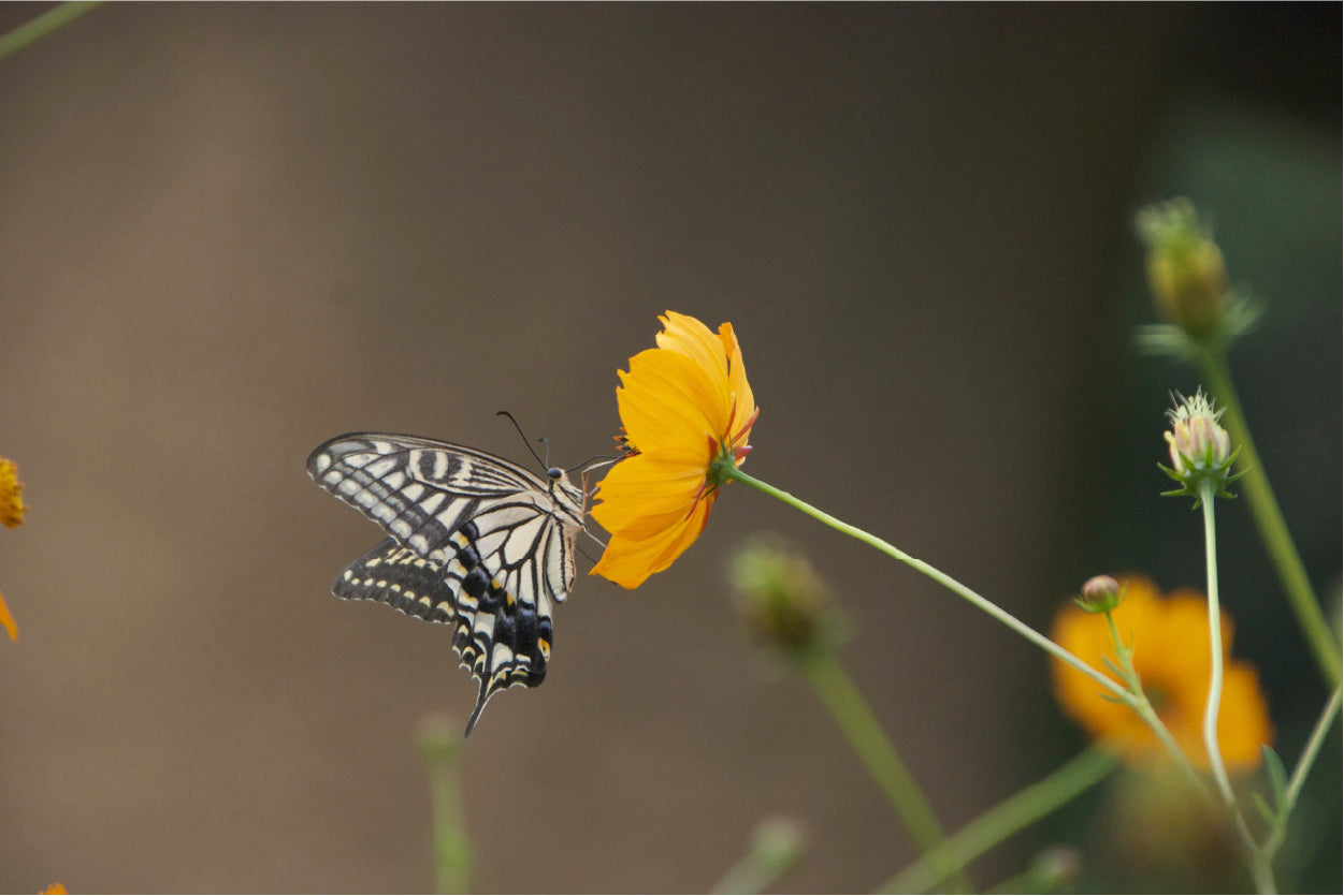 Bella Home Butterfly Sitting on a Flower View Print Canvas Ready to hang