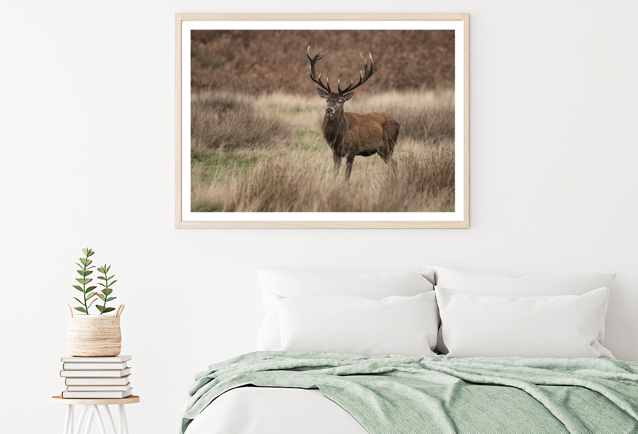 Deer & Yellow Flower Plant View Home Decor Premium Quality Poster Print Choose Your Sizes