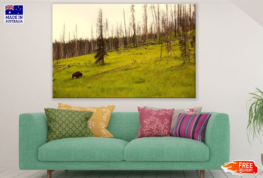 Dead Tree Forest on Mountain Photograph Print 100% Australian Made