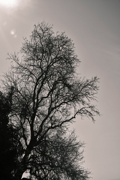 Dead Tree with Sky B&W Photograph Print 100% Australian Made